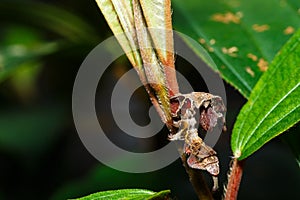 Caterpillar of silk moth bombycidae