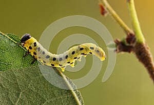 Caterpillar.