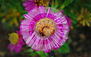 Caterpillar Sleeping on Flower