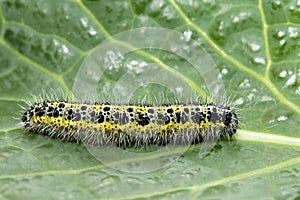 Caterpillar of small cabbage white butterfly