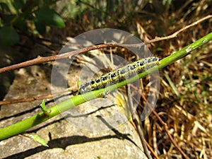 Caterpillar of a small cabbage white butterfly on a tree branch