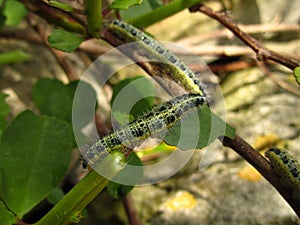 Caterpillar of a small cabbage white butterfly on a tree branch