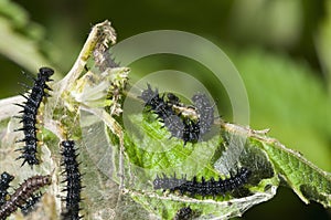Caterpillar of Small Tortoiseshell