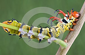 Caterpillar in sneakers