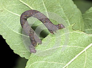 Caterpillar spanworm aka geometridae photo
