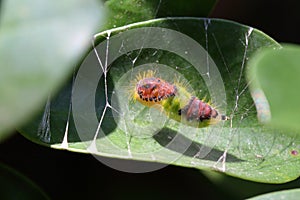 A caterpillar is spinning silk and cocooning on a leaf.