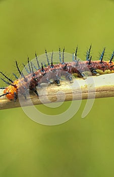 Caterpillar on a stick