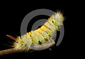 Caterpillar stretch on branch top