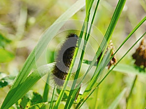 Caterpillar in the summer in a fur coat interesting photo