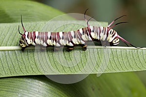 Caterpillar Super Macro