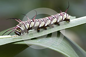 Caterpillar Super Macro