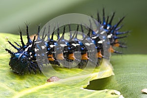 Caterpillar Super Macro