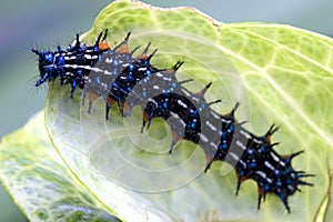 Caterpillar Super Macro