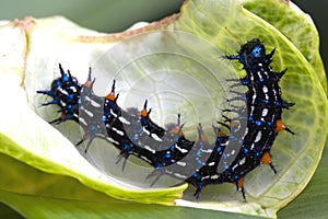 Caterpillar Super Macro