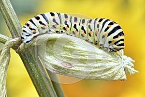 Caterpillar of swallowtail