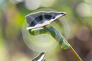 Caterpillar Swallowtail