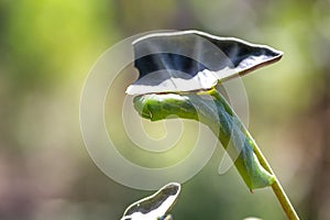 Caterpillar Swallowtail