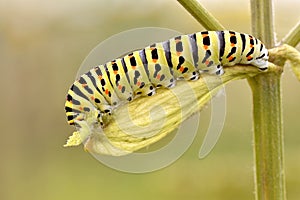 Caterpillar of swallowtail