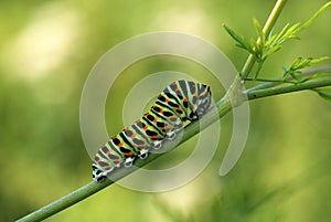 Caterpillar Swallowtail