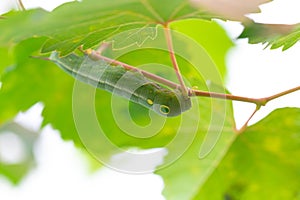 Caterpillar Swallowtail with background