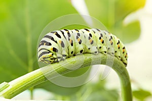 Caterpillar Swallowtail close up crawling on branch of dill. Macrophoto