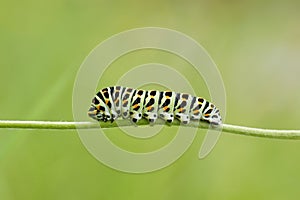 Caterpillar Swallowtail close up on a green background