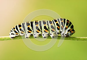Caterpillar Swallowtail close up on a green background
