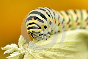 Caterpillar of swallowtail