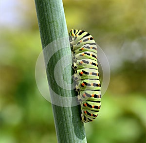 Caterpillar, swallowtail, Papilio, machaon