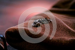 The caterpillar on a textile material, detail, close up