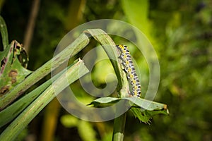 A caterpillar on a thistle in focus