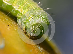 Caterpillar on tomato