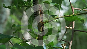 Caterpillar on a tree among green foliage