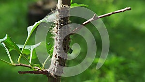Caterpillar on a tree among green foliage
