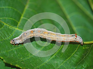 Caterpillar of the tropical butterfly