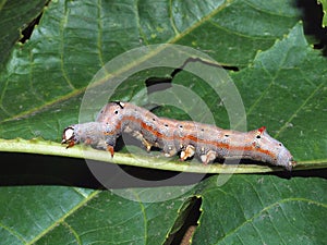 Caterpillar of the tropical butterfly