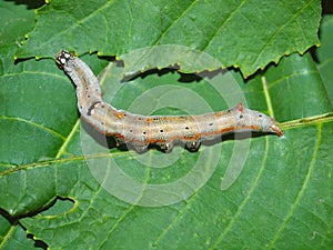 Caterpillar of the tropical butterfly