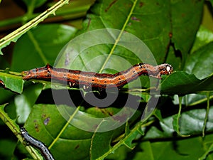 Caterpillar of the tropical butterfly