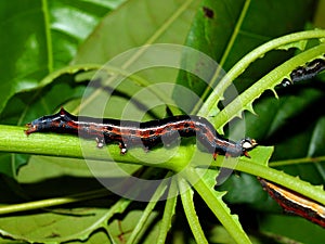 Caterpillar of the tropical butterfly