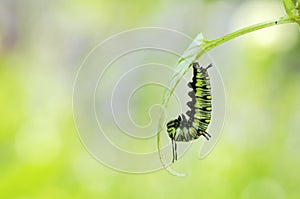 Before caterpillar turning to pupa photo