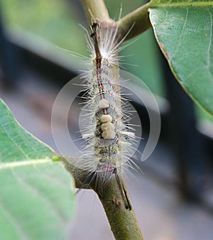 A caterpillar of Tussock moth