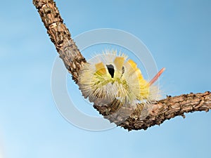 Caterpillar on twig