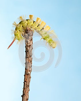 Caterpillar on twig top