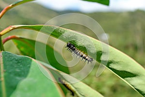 Caterpillar under a leaf