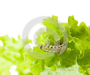 Caterpillar under lettuce leaf