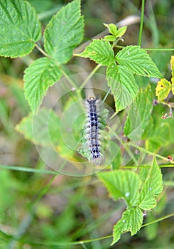 The caterpillar of an unpaired silkworm Lymantria dispar Linnaeus crawls over a branch of raspberry