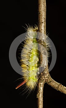 Caterpillar vertical climbing up on tree twig photo