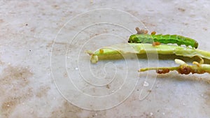 Caterpillar walking on a vegetable piece on a marble