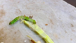 Caterpillar walking on a vegetable piece on a marble