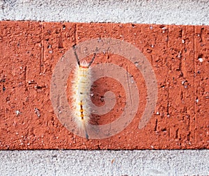 Caterpillar on the wall